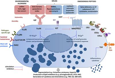 Mas-Related G Protein-Coupled Receptor-X2 (MRGPRX2) in Drug Hypersensitivity Reactions